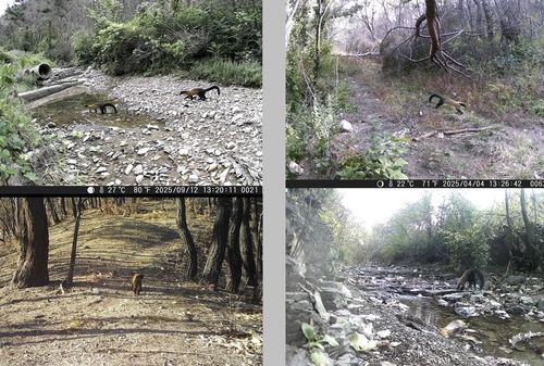 고운사 사찰림에서 발견된 담비