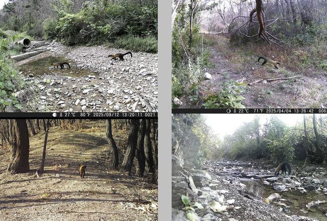 고운사 사찰림에서 발견된 담비