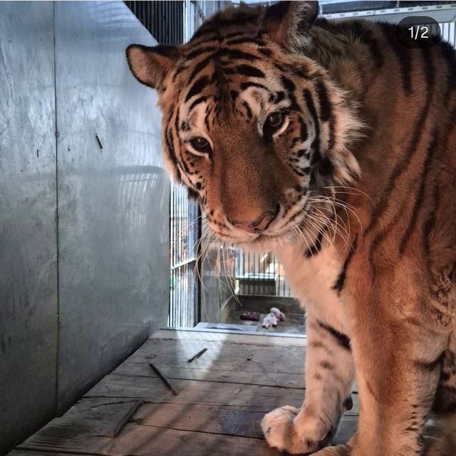 시베리아 호랑이 '이호'