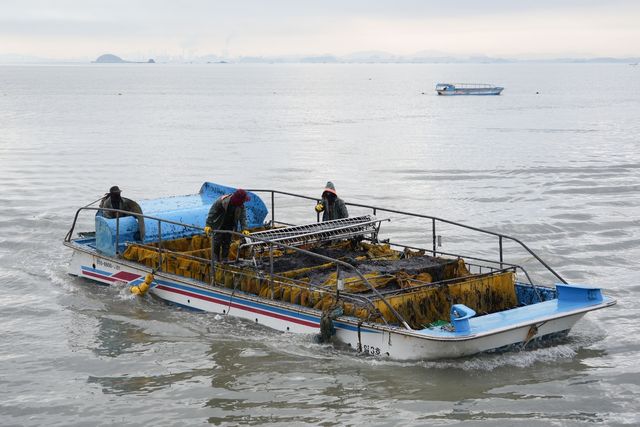황백화 위기 극복한 서천 물김 생산 순조