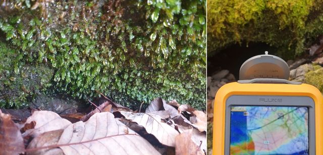 의성 빙계는 한겨울에도 '18도'