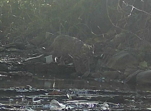 고운사 사찰림에서 발견된 삵의 모습