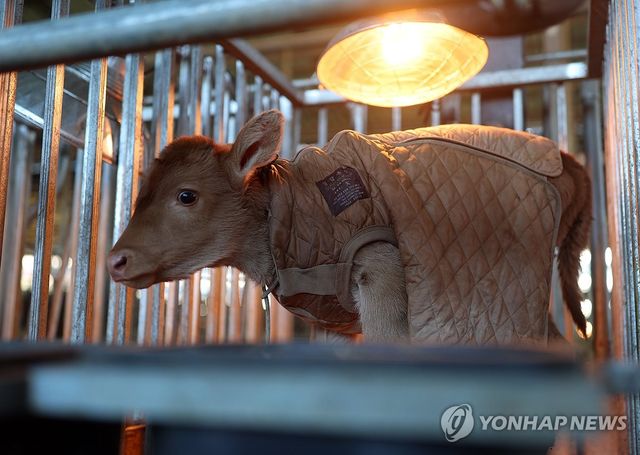 한파 속 송아지 