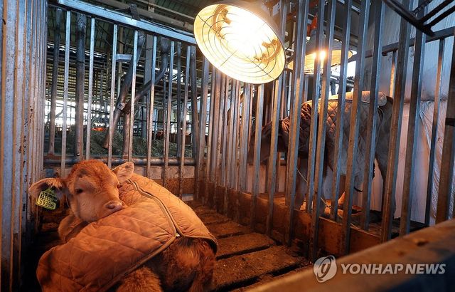 '방한복과 열등' 송아지 따뜻한 겨울나기