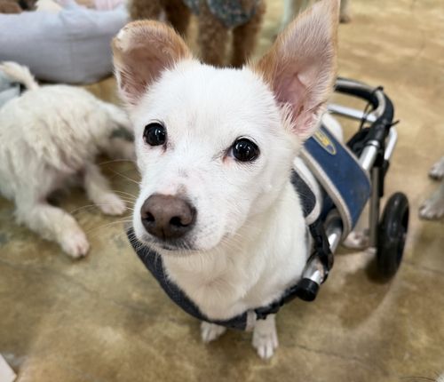 유기견 보호소 '유엄빠'의 굳건이