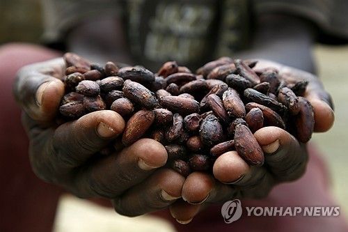 수확한 카카오빈을 들어 보이는 코트디부아르의 농민