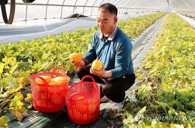 새해 첫 '성주참외' 출하