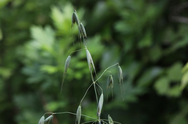 야생귀리 '메귀리' 