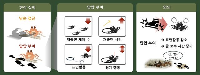 답압이 달랑게에 미치는 영향 관련 연구 인포그래픽