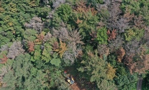 소나무재선충병 벌목