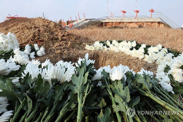 사고 1주기 콘크리트 둔덕 앞 놓인 국화