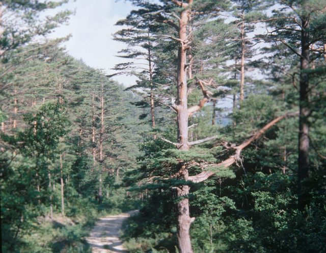봉화 금강송 군락지