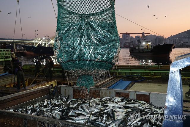 부산서 조업해 잡은 고등어