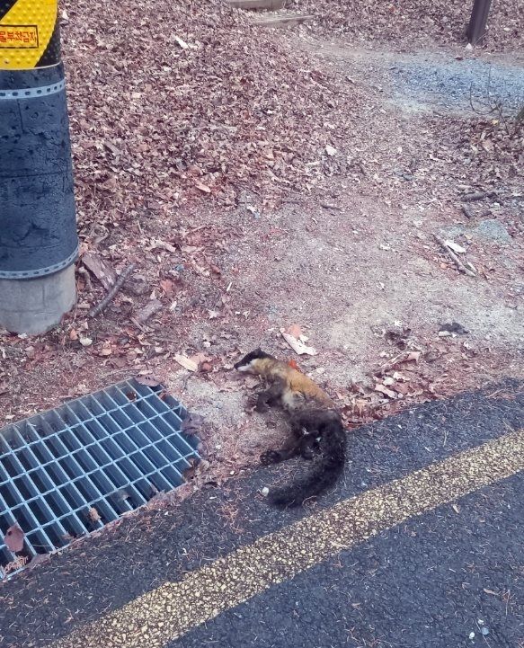 보문산서 발견된 노란목도리담비 사체