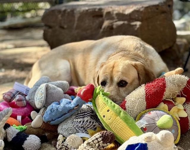 실험에 참여한 5.5세 래브라도 리트리버 '오기'(Augie)