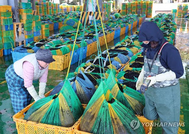 낙동강 하구 명물 '낙동김'