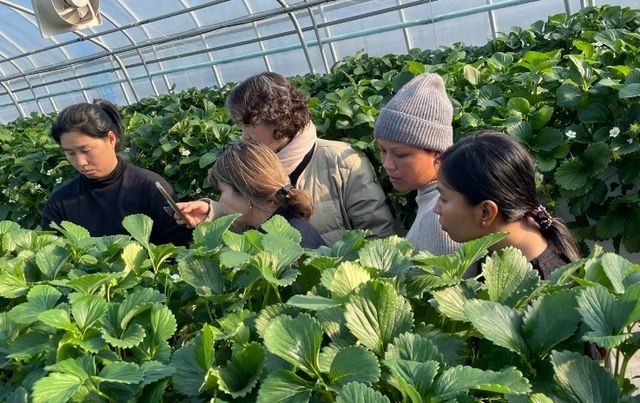 외국인 계절근로자에 딸기 농작업 교육