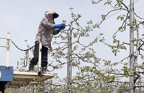 꽃따기 작업하는 농민