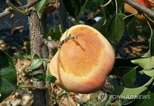 사과 햇볕 데임 피해
