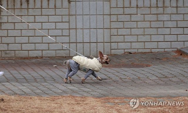 추운 날씨에 따뜻하게 입은 반려견
