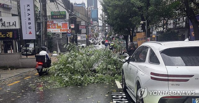 돌풍에 쓰러진 가로수