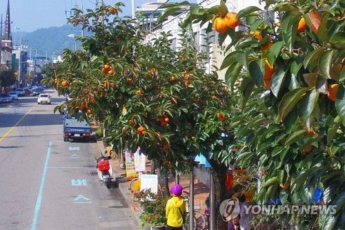 영동읍 시가지 감 가로수