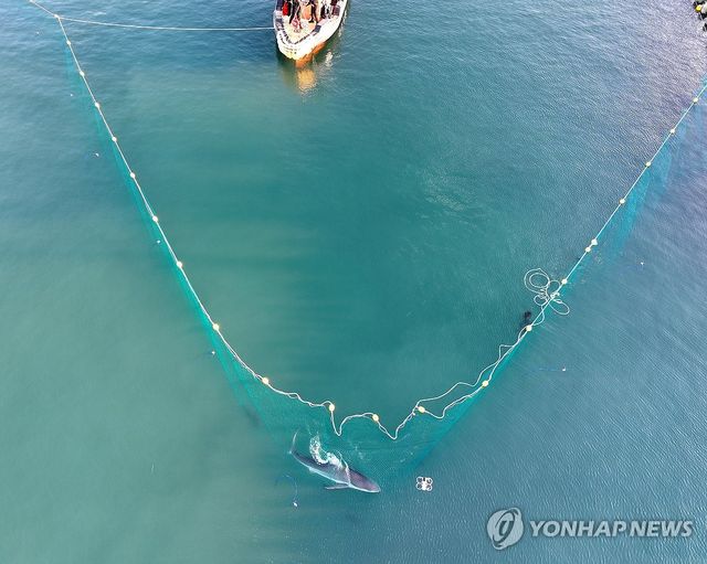 그물에 막힌 부캉이