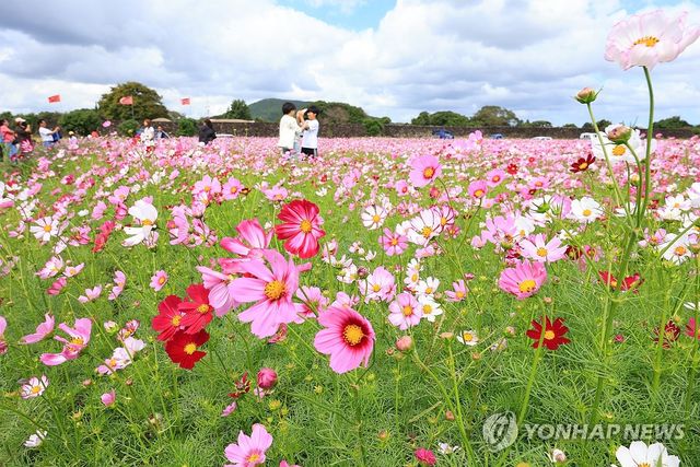 완연한 가을, 코스모스 활짝