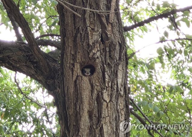 울산 태화강변에서 발견된 하늘다람쥐