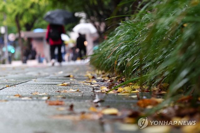 가을비에 젖은 낙엽