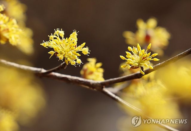 꽃망울 터뜨린 산수유
