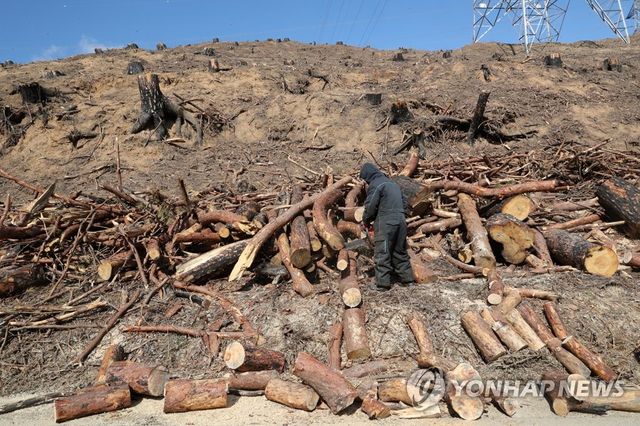 산불 피해목 벌채