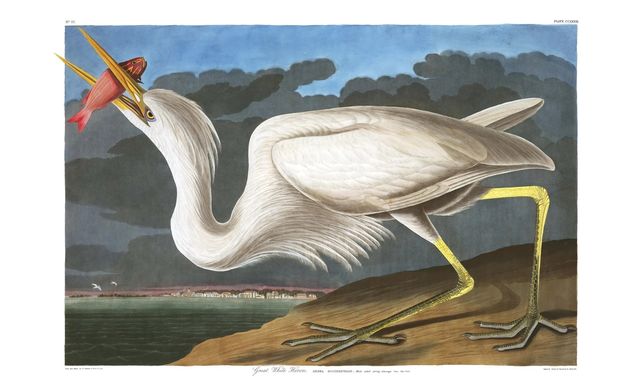 오듀본이 그린 흰해오라기