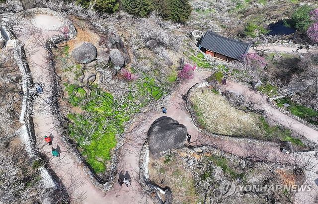 매화 향기 피어나는 광양매화마을