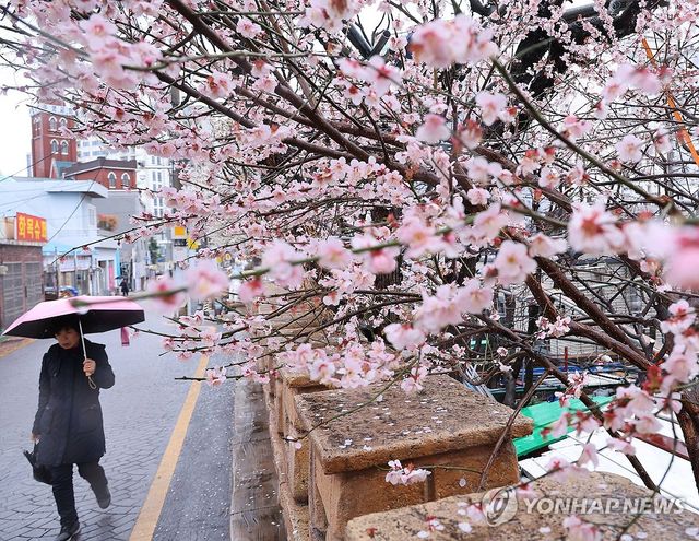 다가오는 분홍 봄