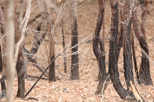 불에 탔지만 버티고 있는 나무