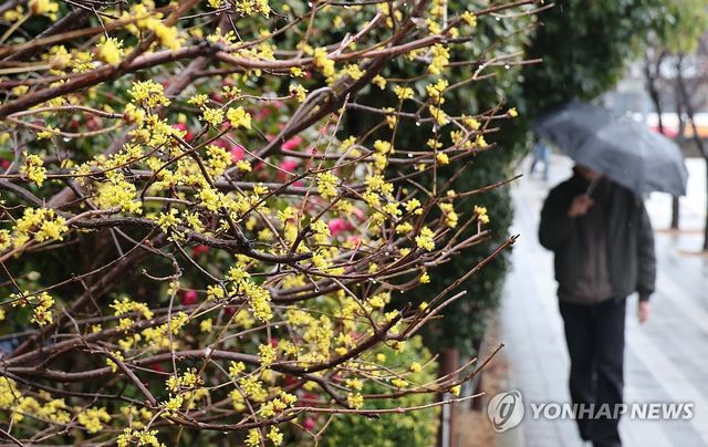 산수유 꽃 활짝