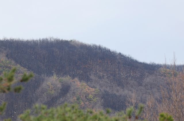 검게 변한 채 남겨진 산림