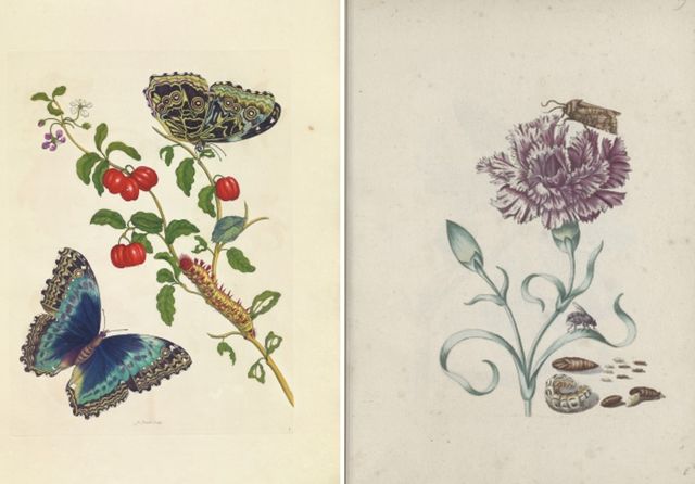 마리아 지뷜라 메리안의 작품