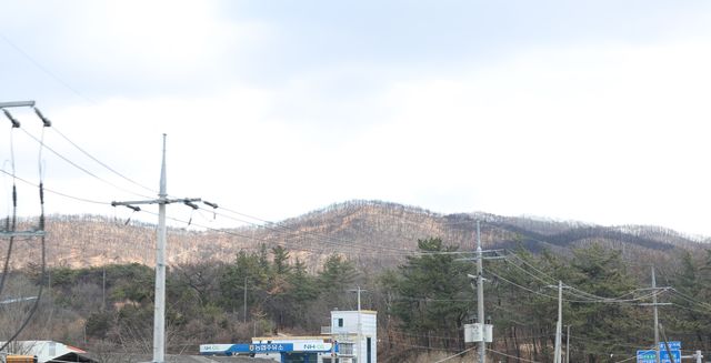 산불로 앙상하게 변한 산림