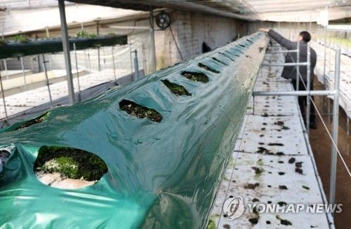  딸기 재배 시설