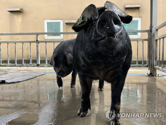 농진청 난지축산연구소가 개발한 난축맛돈