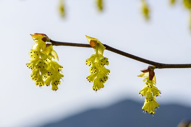 지리산 구룡계곡에 핀 히어리