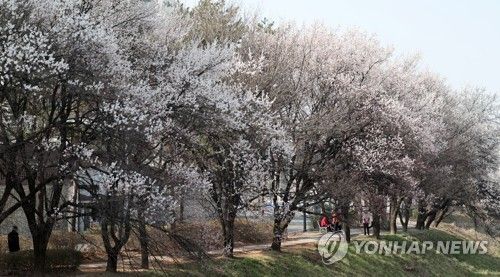 도심 내 살구꽃