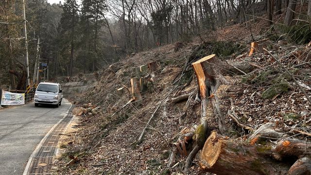 도로확장으로 잘려나간 나무들