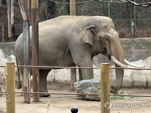 동물원은 폐업해도 코끼리는 식후경