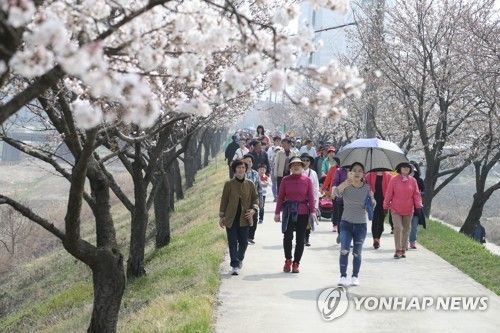 충주 하방마을 벚꽃길 걷는 시민들