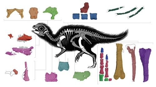 어린 둘리사우루스 허미니 화석 및 골격 