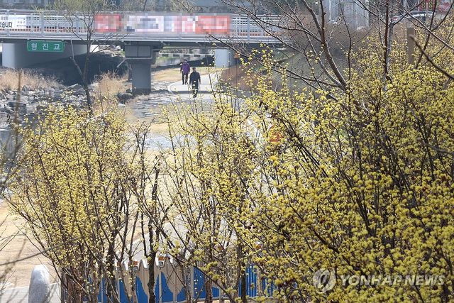 활짝 핀 산수유