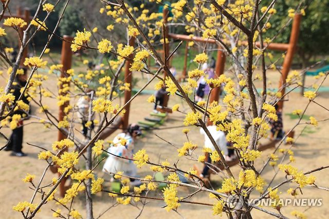 산수유꽃과 함께하는 봄나들이